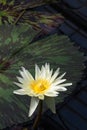 Beautiful yellow and white water lily Royalty Free Stock Photo