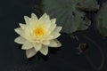 Beautiful yellow and white water lily and lily pad Royalty Free Stock Photo