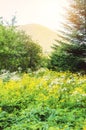 Wildflower meadow in the White Mountains of New Hampshire Royalty Free Stock Photo