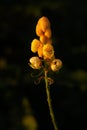 Beautiful yellow wild flower Senna alata, ringworm tree in the forest