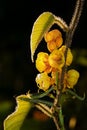 Beautiful yellow wild flower Senna alata, ringworm tree in the forest