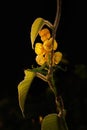 Beautiful yellow wild flower Senna alata, ringworm tree in the forest