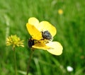 Beautiful yellow wild flowers  with bug in spring, Lithuania Royalty Free Stock Photo