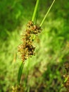 Beautiful yellow wild flowers in meadow, Lithuania Royalty Free Stock Photo