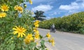 Beautiful Yellow Wild Sunflowers blossom on the hillside.