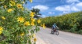 Beautiful Yellow Wild Sunflowers blossom on the hillside.