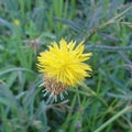 Beautiful yellow wildflowers Royalty Free Stock Photo