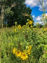 Beautiful yellow wildflowers in field Royalty Free Stock Photo