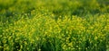 Beautiful yellow wildflowers in a field in spring Royalty Free Stock Photo