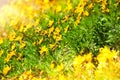 Beautiful yellow wildflowers Royalty Free Stock Photo