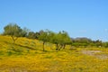 Beautiful Yellow Wildflowers in Skunk Creek Wash and Trail in Glendale, Maricopa County, Arizona USA Royalty Free Stock Photo