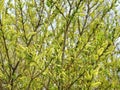 Beautiful yellow willow in spring, Lithuania