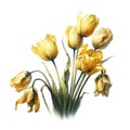 Beautiful yellow wilted tulip in watercolour style isolated on white background.