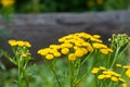Beautiful yellow yarrow, herbal plant in summer