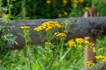 Beautiful yellow yarrow, herbal plant in summer. Royalty Free Stock Photo