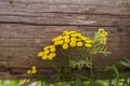 Beautiful yellow yarrow, herbal plant in summer Royalty Free Stock Photo