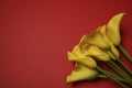 Beautiful yellow Zantedeschia aethiopica Calla lily, Arum lily on a red background. Spring flowers, photographed from above. Royalty Free Stock Photo