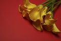 Beautiful yellow Zantedeschia aethiopica Calla lily, Arum lily on a red background. Spring flowers, photographed from above. Royalty Free Stock Photo