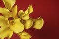 Beautiful yellow Zantedeschia aethiopica Calla lily, Arum lily on a red background. Spring flowers, photographed from above. Royalty Free Stock Photo