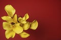 Beautiful yellow Zantedeschia aethiopica Calla lily, Arum lily on a red background. Spring flowers, photographed from above. Royalty Free Stock Photo