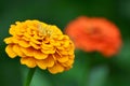 Beautiful yellow zinnia flower