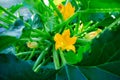 A beautiful yellow zucchini flower blooms in the garden. Courgette plant growing in the summer garden Royalty Free Stock Photo