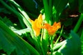 A beautiful yellow zucchini flower blooms in the garden. Courgette plant growing in the summer garden Royalty Free Stock Photo