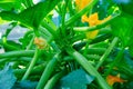 A beautiful yellow zucchini flower blooms in the garden. Courgette plant growing in the summer garden Royalty Free Stock Photo