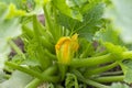 Beautiful yellow zucchini flower. Zucchini plant growing in the garden at the cottage Royalty Free Stock Photo