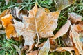 Beautiful yellowed leaves on grass covered with frost outdoors, closeup. Autumn season Royalty Free Stock Photo