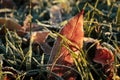 Beautiful yellowed leaves on grass covered with frost outdoors, closeup. Autumn season Royalty Free Stock Photo