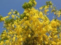 Yellowish Flowers Tree