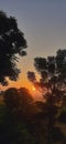 Beautiful yellowish sunrise behind trees in portrait Royalty Free Stock Photo