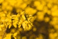 Beautiful yellowy close up photo of goldenrain tree Koelreuteria paniculata on sunset. Goldenrain tree blooming in the spring