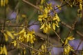 Beautiful yellow and violet flowers during the warm spring.