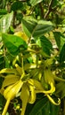 beautiful ylang ylang flowers have bloomed in the garden