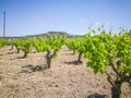 Beautiful and yong vineyards. andscape with vineyards and Mountains at background. Greek grapes for wine.