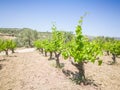 Beautiful and yong vineyards. Grape trees field in Greece. Landscape with vineyards and Mountains