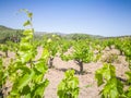 Beautiful and yong vineyards. Grape trees field in Greece. Landscape with vineyards and Mountains