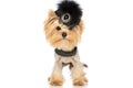 Beautiful yorkie dog standing against white background Royalty Free Stock Photo