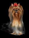 Beautiful Yorkie looks up Royalty Free Stock Photo