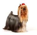 Beautiful Yorkshire Terrier