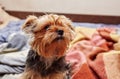 Beautiful yorkshire terrier on the bed Royalty Free Stock Photo