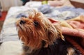 Beautiful yorkshire terrier on the bed Royalty Free Stock Photo