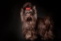 Beautiful Yorkshire terrier dog with long hair of dark brown chocolate color and funny face standing Royalty Free Stock Photo