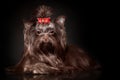 Beautiful Yorkshire terrier dog with long hair of dark brown chocolate color with red bow lying down Royalty Free Stock Photo