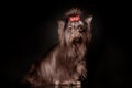 Beautiful Yorkshire terrier dog with long hair of dark brown chocolate color with red bow sitting Royalty Free Stock Photo