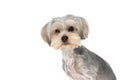 Beautiful yorkshire terrier dog sitting and looking at the camera Royalty Free Stock Photo