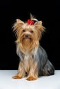 Beautiful yorkshire terrier in fancy hat