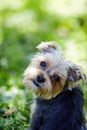 Beautiful yorkshire terrier on a grass Royalty Free Stock Photo